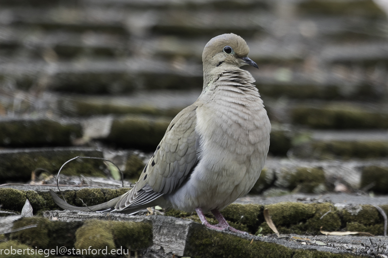 dove